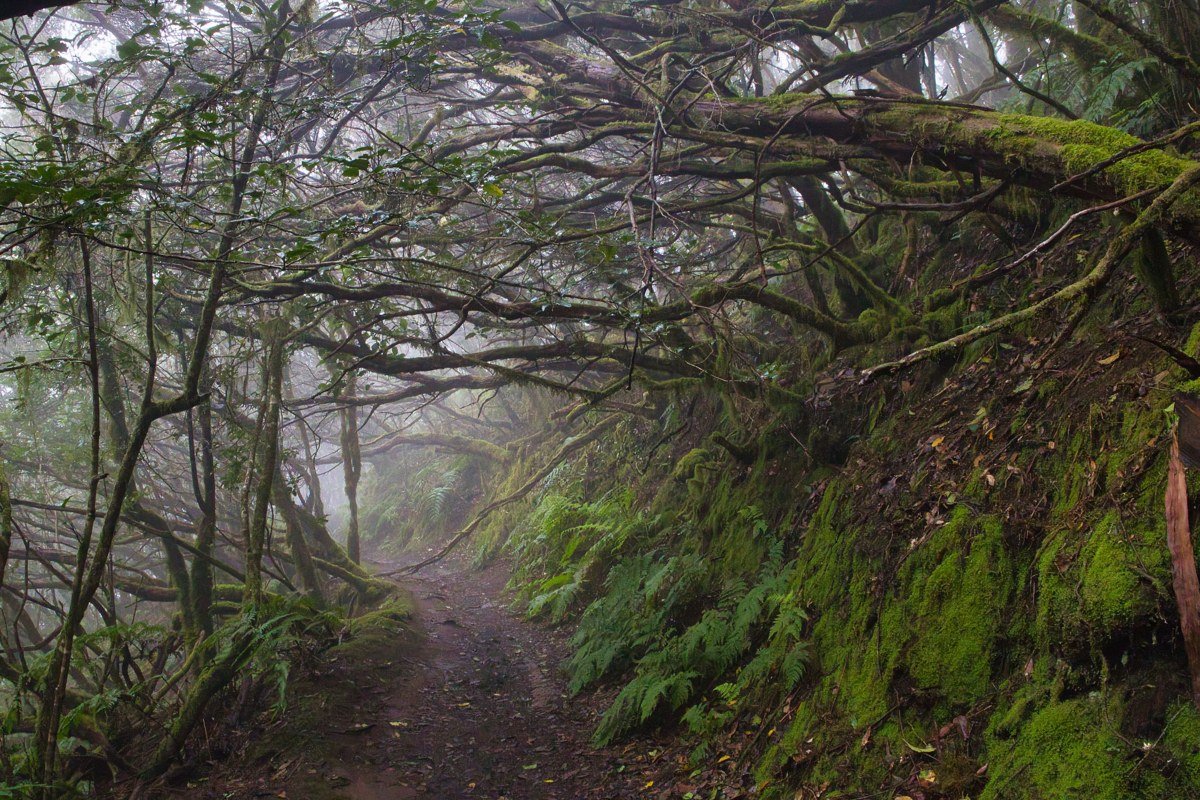 Flint Ridge Trail dense fog forest with moss hanging from branches