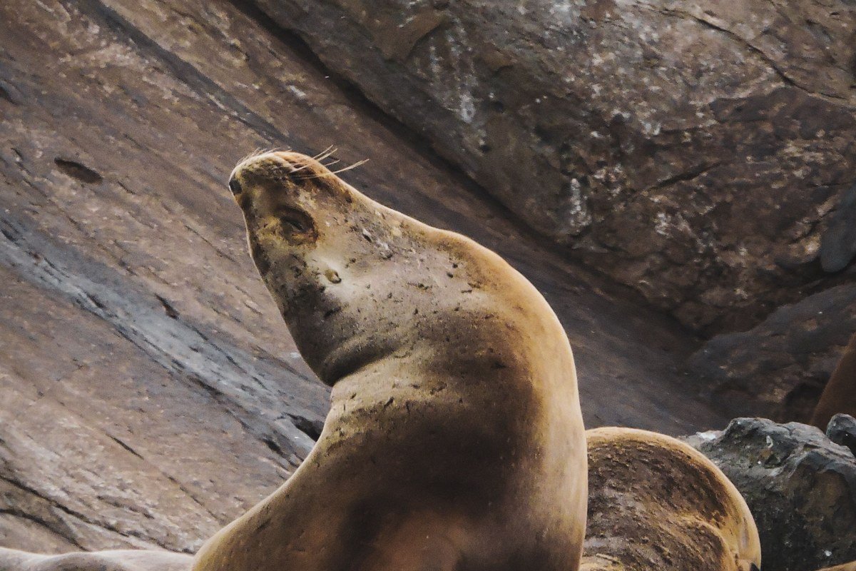 Sea Lion Caves sea cave entrance with wild sea lions on rocks near Florence Oregon