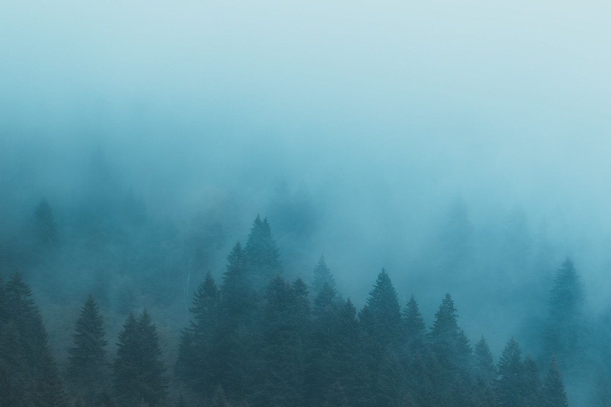 spruce-fir trunks emerging from low fog along Clingmans Dome Road