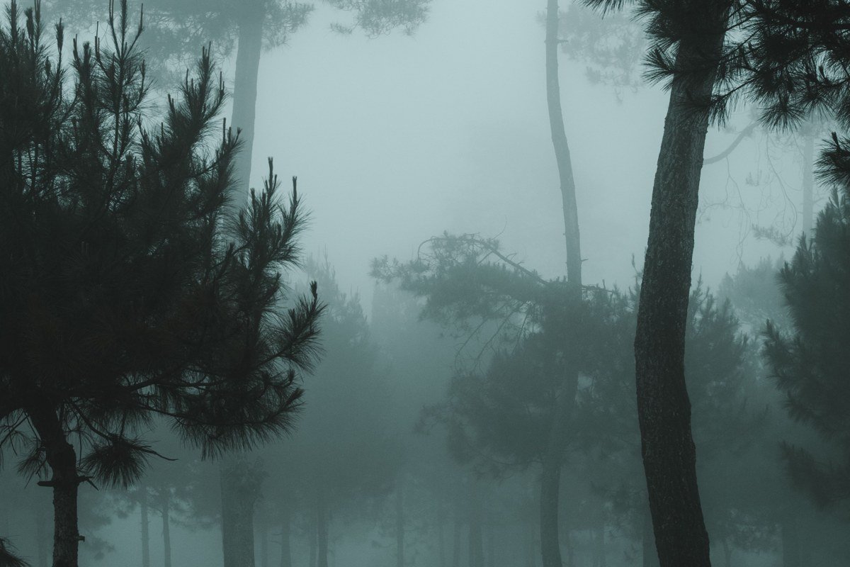 foggy Lake Superior shoreline at dawn with pine silhouettes, Upper Peninsula Michigan