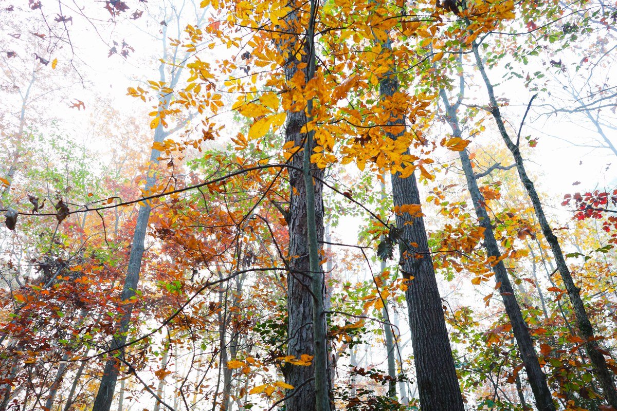 Black River Scenic Byway waterfalls Michigan forest canopy mist morning light