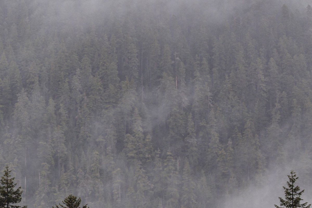 Paradise visitor center Mount Rainier shrouded in morning fog with subalpine meadow in foreground