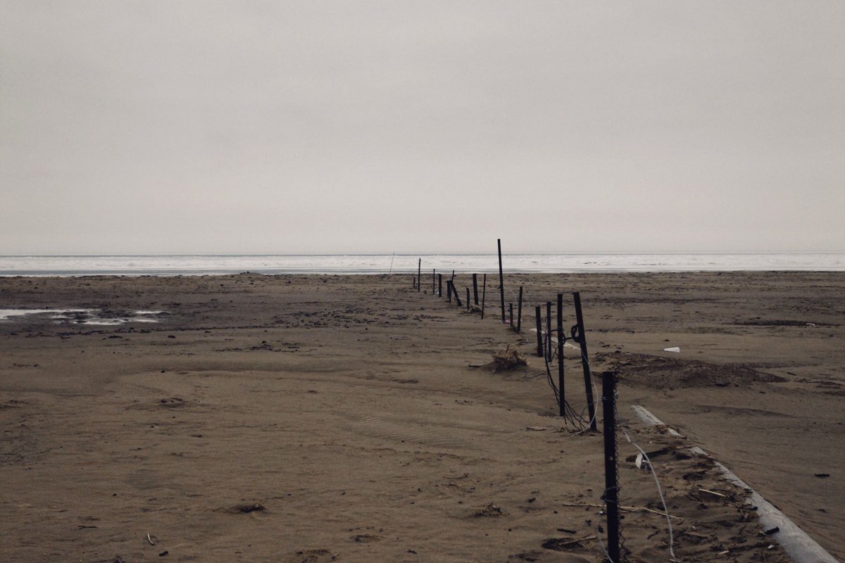 Kalaloch Beach driftwood logs emerging from thick coastal fog at low tide